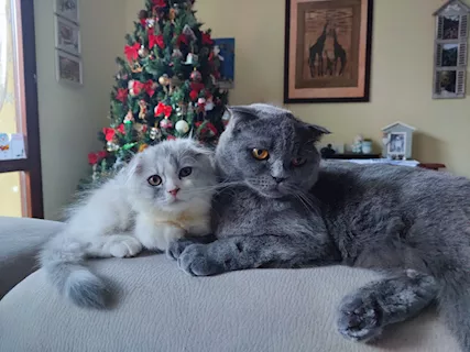 Bellissimi cuccioli di gatto Scottish
