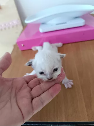 Cedesi cuccioli di Sacro di Birmania - Foto 2