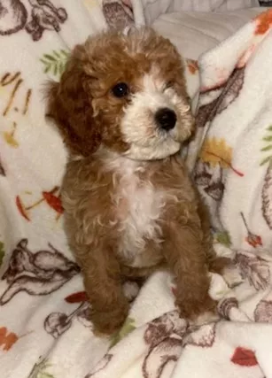 3 meravigliosi cuccioli di cavapoo