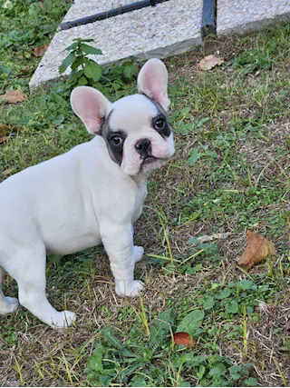 Cucciolo amorevole Razza Bulldog Francese - Foto 2