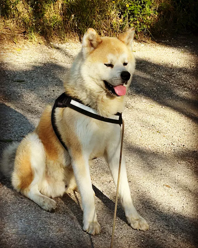 Akita Inu