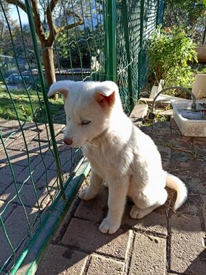 Akita Inu - Foto 4