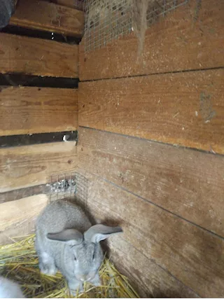 Maschi di giganti delle Fiandre
