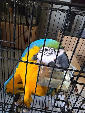  pappagallo ara privato