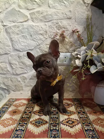 Bulldog Francese cucciolo in vendita, color ambra - Anteprima 2