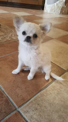 Cucciolo di Chihuahua a pelo lungo
