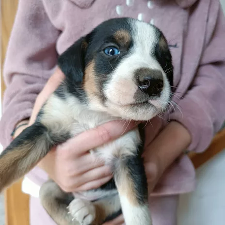 Cucciolo di Bracco/Segugio