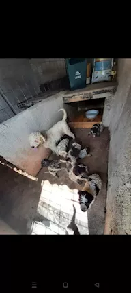 Lagotto romagnolo
