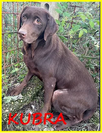 KUBRA labrador chocolate cieca e spaventata