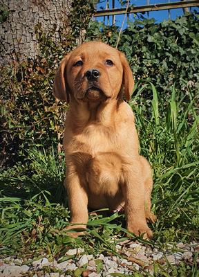 Cuccioli di Labrador Retriever - Pedigree, lastre test - Foto 2