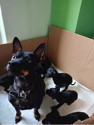 Pinscher nati in casa in ottima salute - Foto 3