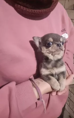 Chihuahua mini toy cucciolo