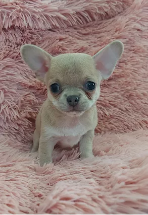 Chihuahua cucciolo femmina maschio blu e lilla