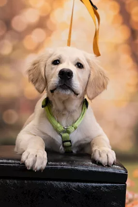 Golden retriever inglese, colore miele - Foto 2
