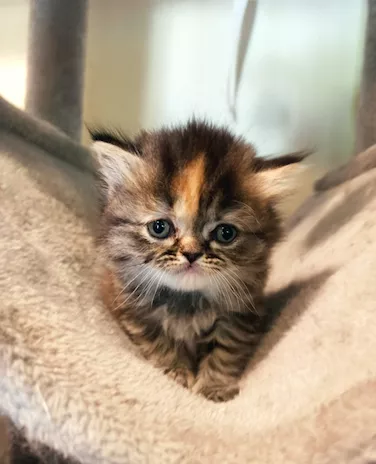 Cuccioli gattino persiano, genitori visibili - Foto 2