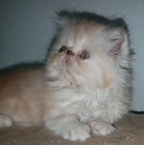 Cuccioli gatto Persiano pura razza