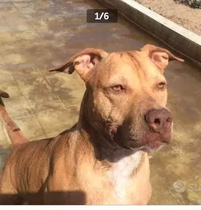Pitbull adulta salita da nord e tornata a NAPOLI in canile