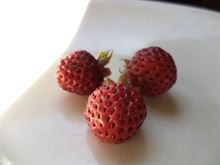 Fragola moschata Marie Charlotte