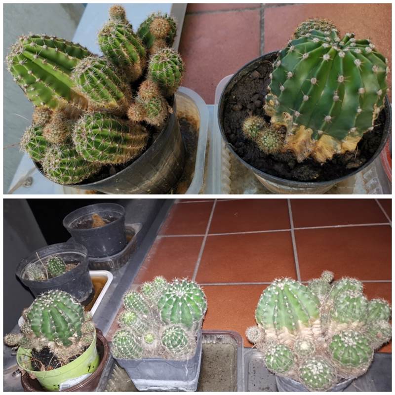 Piante grasse varie - Foto 4