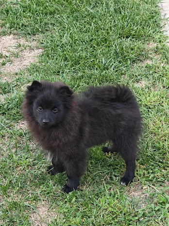 Ultimi cuccioli spitz tedesco piccolo (kleinspitz), colore neri - Foto 4