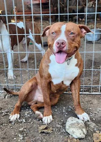 Drake e sorella Pitbull