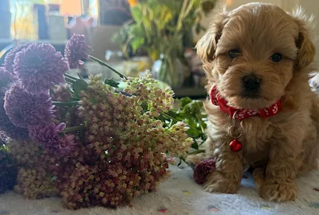 Cuccioli di Maltipoo