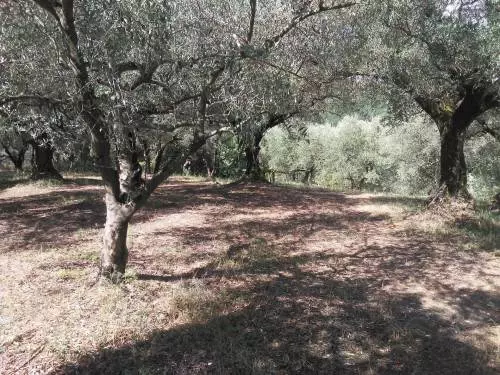 Terreno agricolo in Via Colle San Francesco - Guidonia
