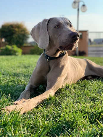 Weimaraner maschio adulto cerca femmina per accoppiamento