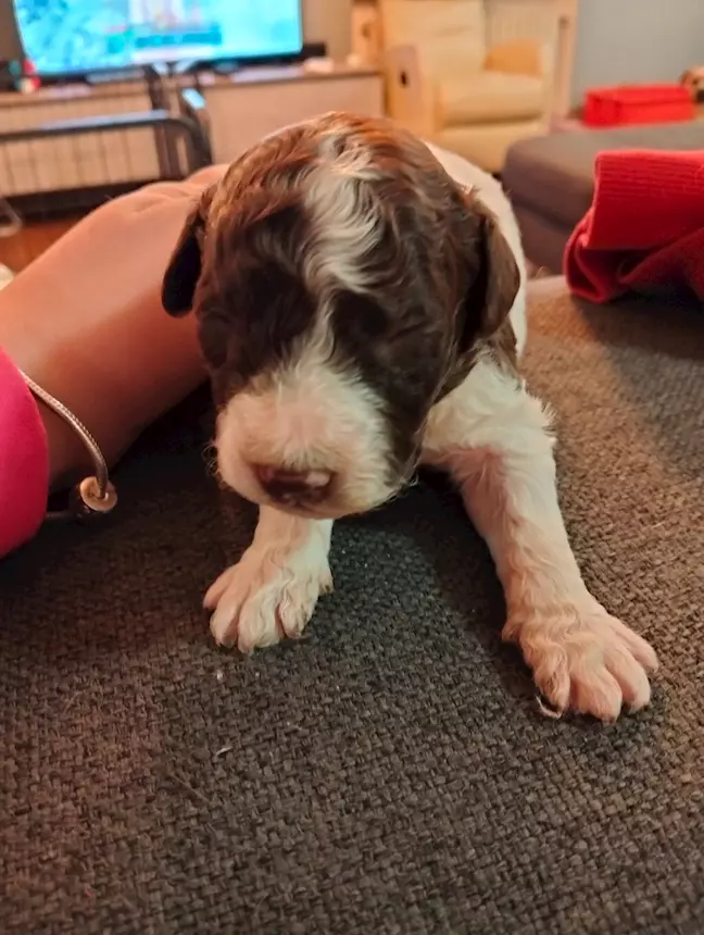 Foto 3 Cuccioli di Lagotto romagnolo, genitori visibili