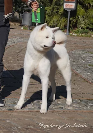 Akita inu cuccioli bianchi Pedigree ENCI