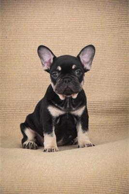 Bulldog francese Cuccioli esotici