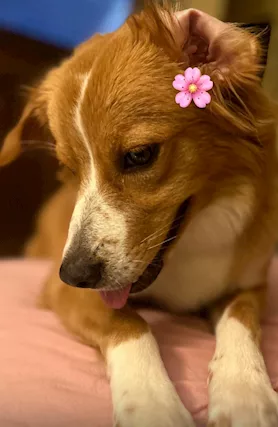 Dolce Lulù cerca casa