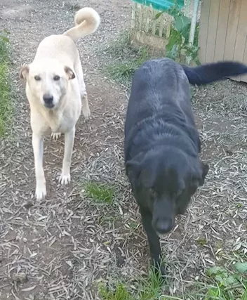 Morgan & Connor, amici inseparabili