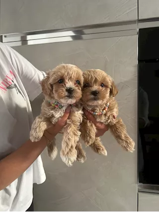 Maltipoo - Propongo meravigliosi cuccioli di