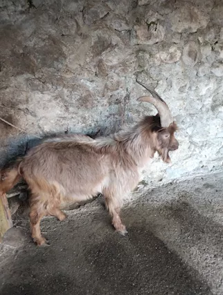 Becco intero da monta mansueto razza