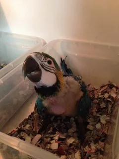 Ara Ararauna baby