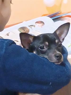 Cerco femmina Razza chihuahua, a pelo corto - Foto 6