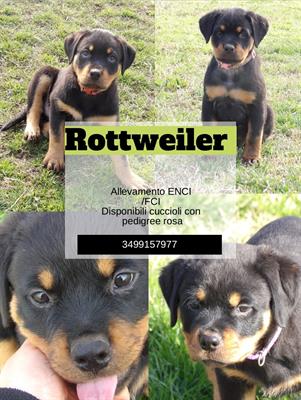 Cuccioli Rottweiler