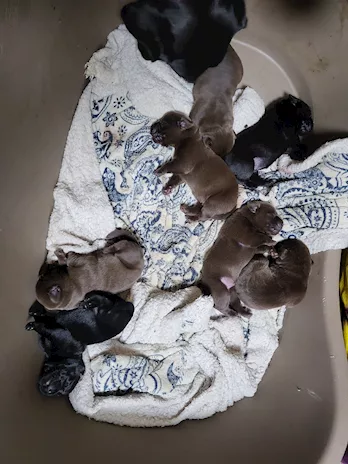 Cuccioli di labrador con pedigree