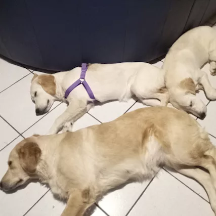 Golden Retriever 8 mesi