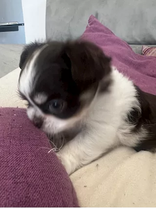 Cucciole di Razza chihuahua a pelo lungo - Foto 6