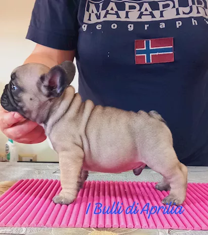Bouledogue Francese