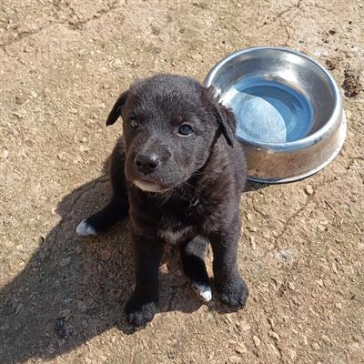 Cuccioli - A veri amanti animali regalo questi - Anteprima 3