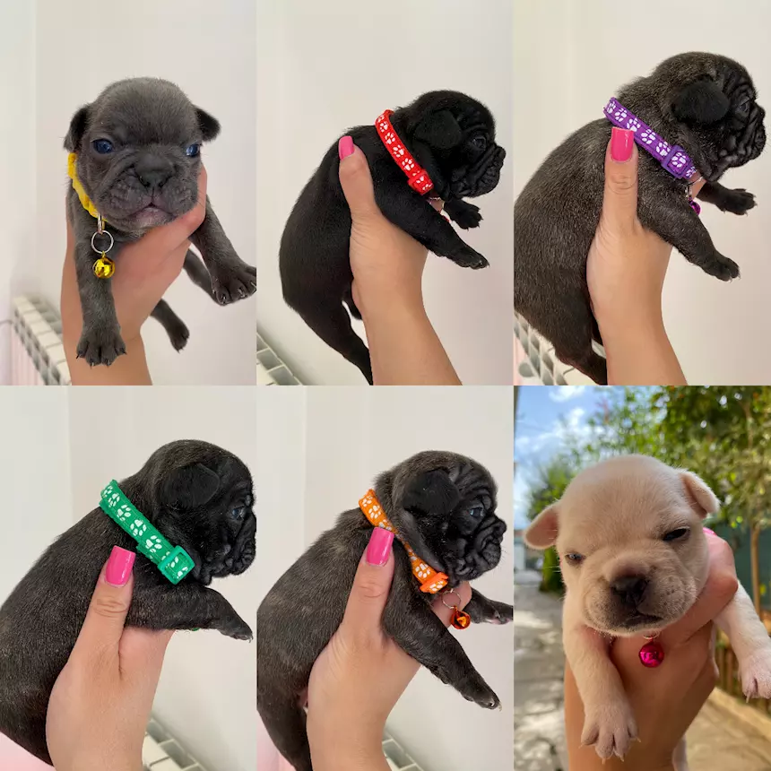 Disponibili meravigliosi cuccioli di Razza Bulldog Francese