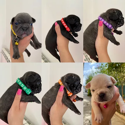 Disponibili meravigliosi cuccioli di