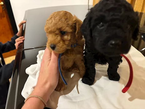 Vendita cuccioli di Barboncino