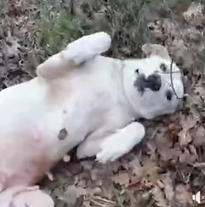 Sheeva 2 anni pelo corto mollata in campagna MILANO - Foto 4
