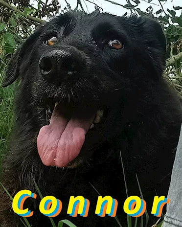 Connor cerca casa (adozione del cuore)