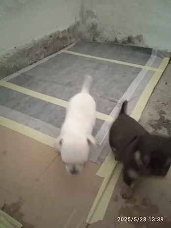 Chihuahua, genitori visibili - Foto 5