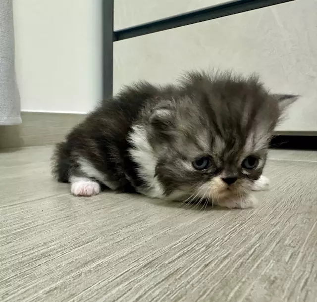 Cuccioli Persiani, genitori visibili